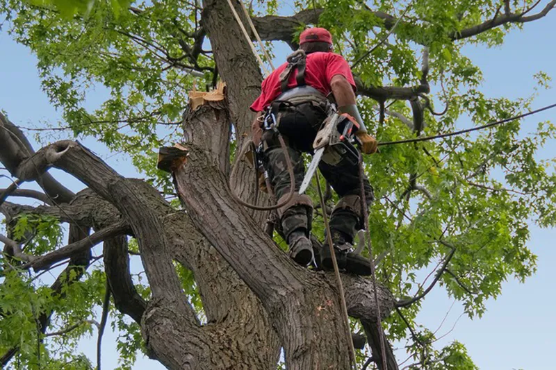 Élagage des Arbres